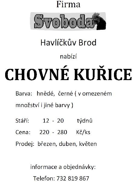 chovné kuřice